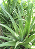 Aloe (Aloe vera)