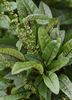Bloody Dock (Rumex sanguineus)