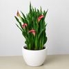 Calla Lily