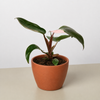 Philodendron 'Pink Princess'