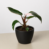 Philodendron 'Pink Princess'