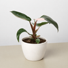 Philodendron 'Pink Princess'