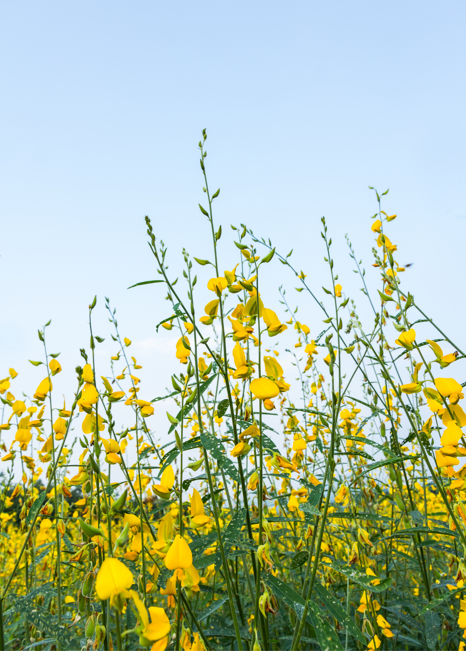 Chipilín (Crotalaria longirostrata)