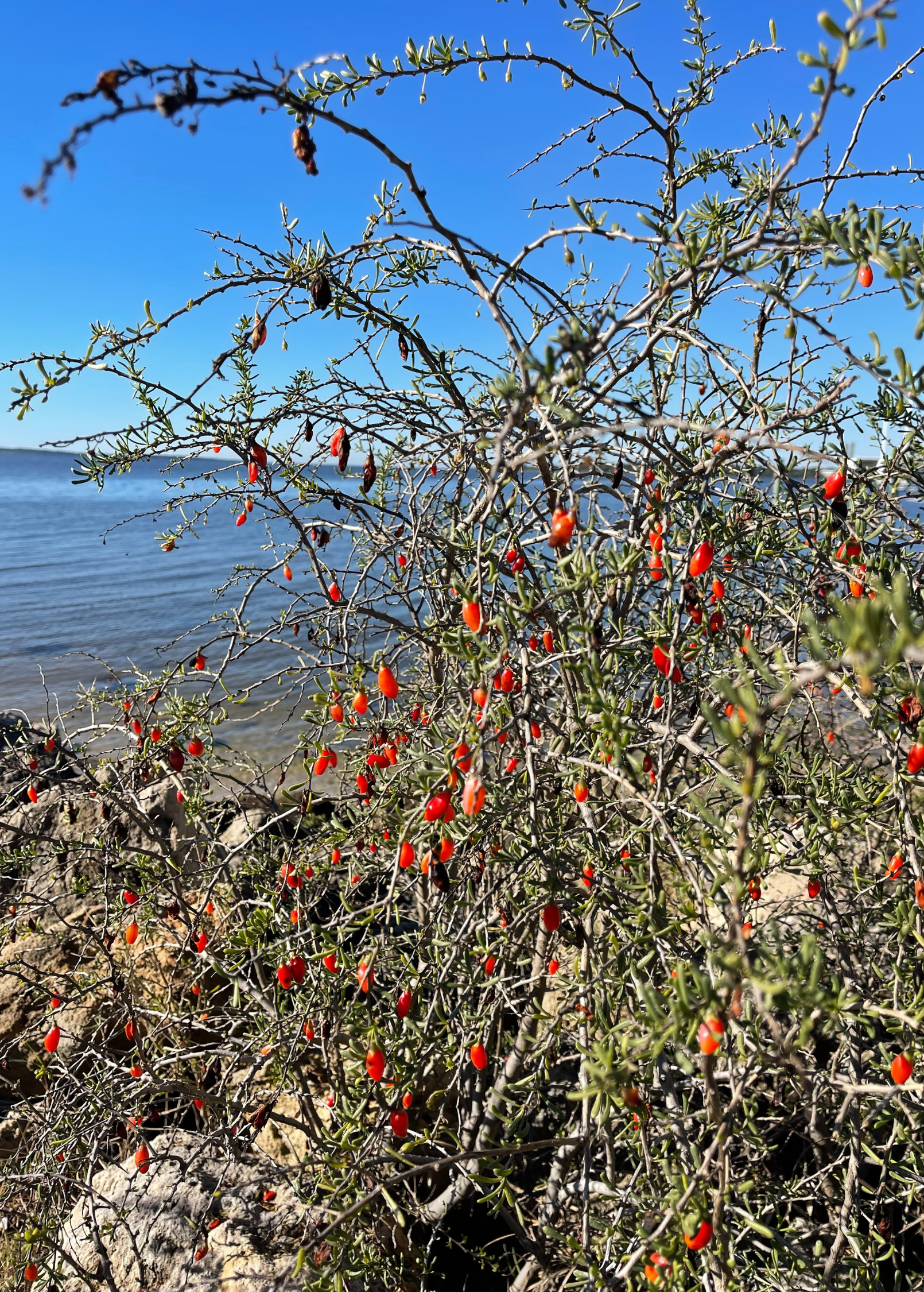 Christmasberry (Lycium carolinianum)