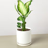 Dieffenbachia Camille