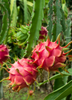 Dragon Fruit 'Edgar's Baby' (Hylocereus stenopterus x Hylocereus Guatemalensis)