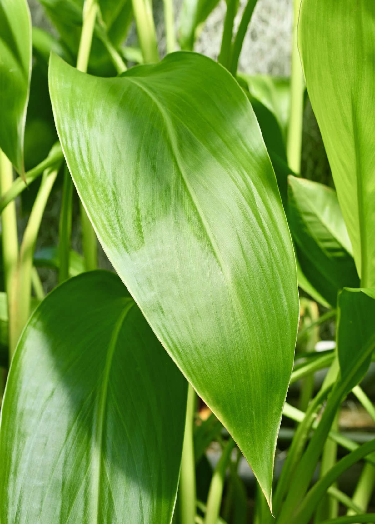 Golden Canna (Canna flaccida)