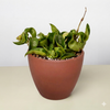 Bird's Nest 'Nidus' Fern