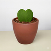 Hoya 'Sweetheart'