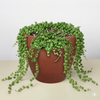 Succulent 'String of Pearls'
