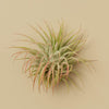 3 Ionantha Guatemala Air Plants - 2 Inch