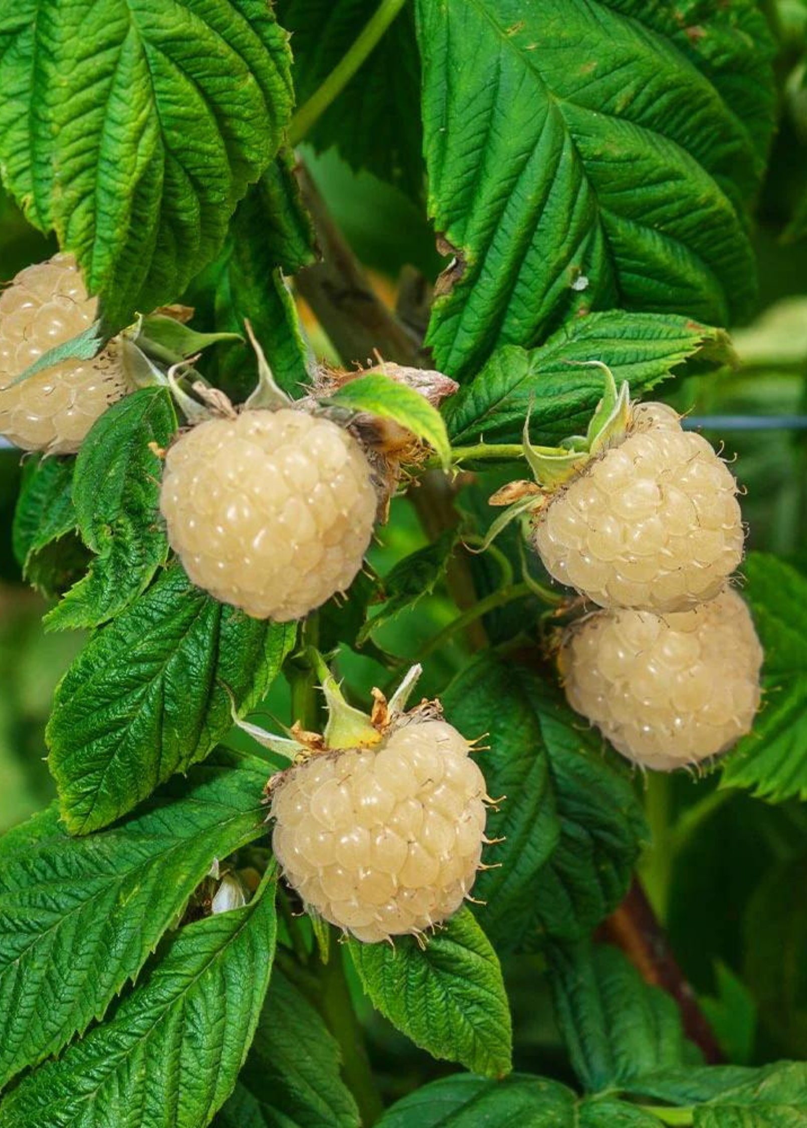 Blackberry 'Snowbank White' (Rubus)