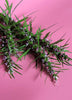 Siberian Motherwort (Leonurus sibiricus)