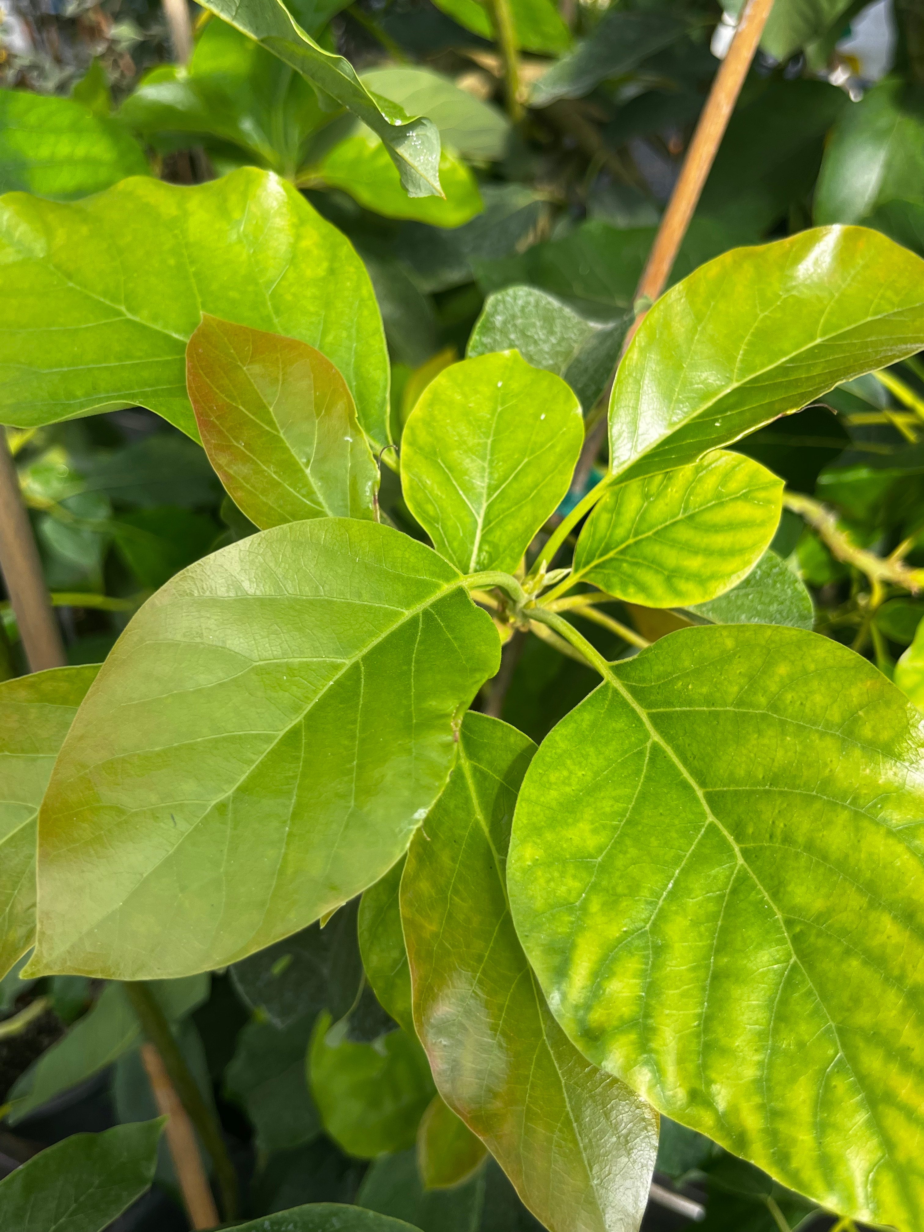 Avocado 'Choquette' (Persia americana)