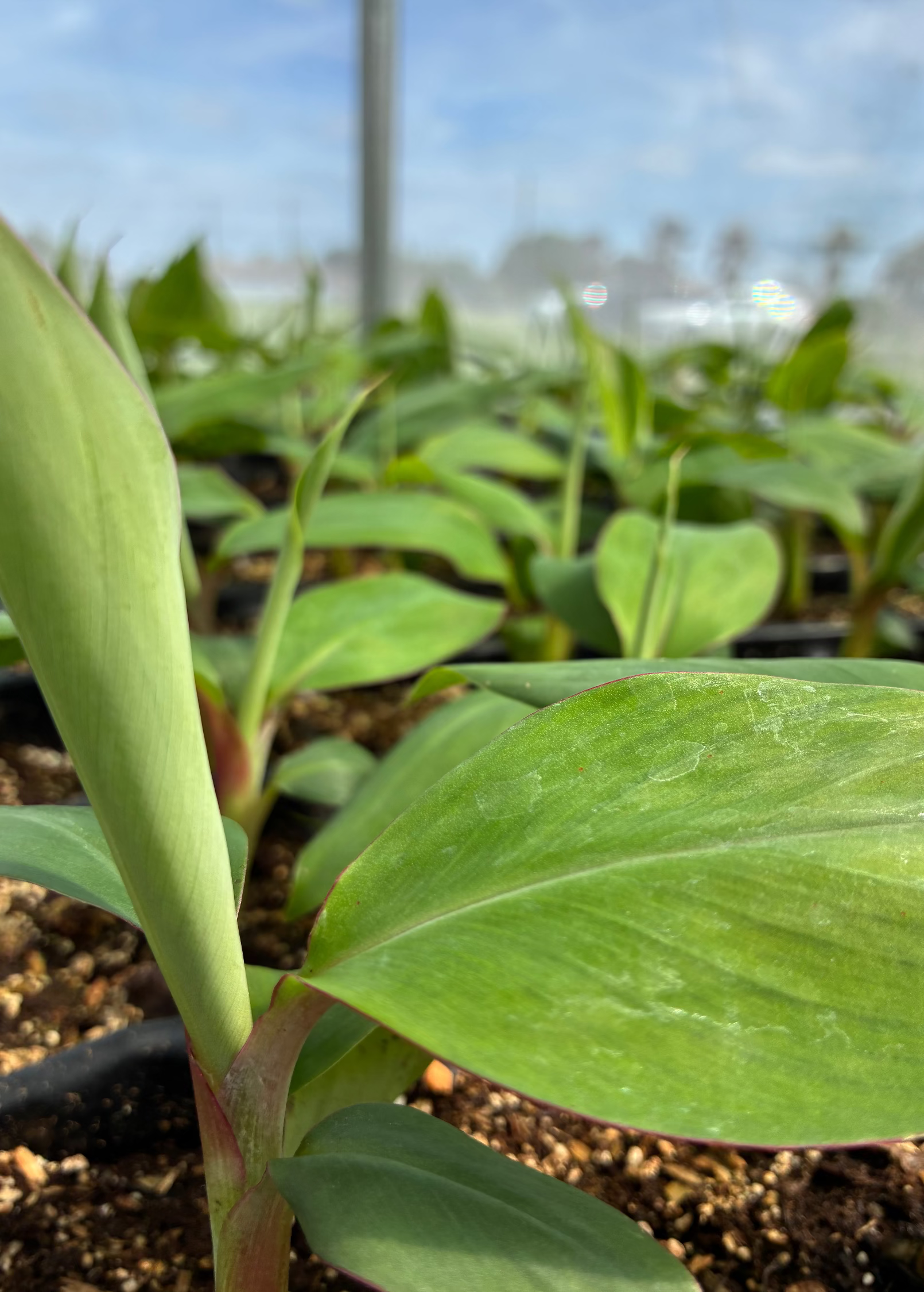 Banana 'Mona Lisa' (Musa acuminata)