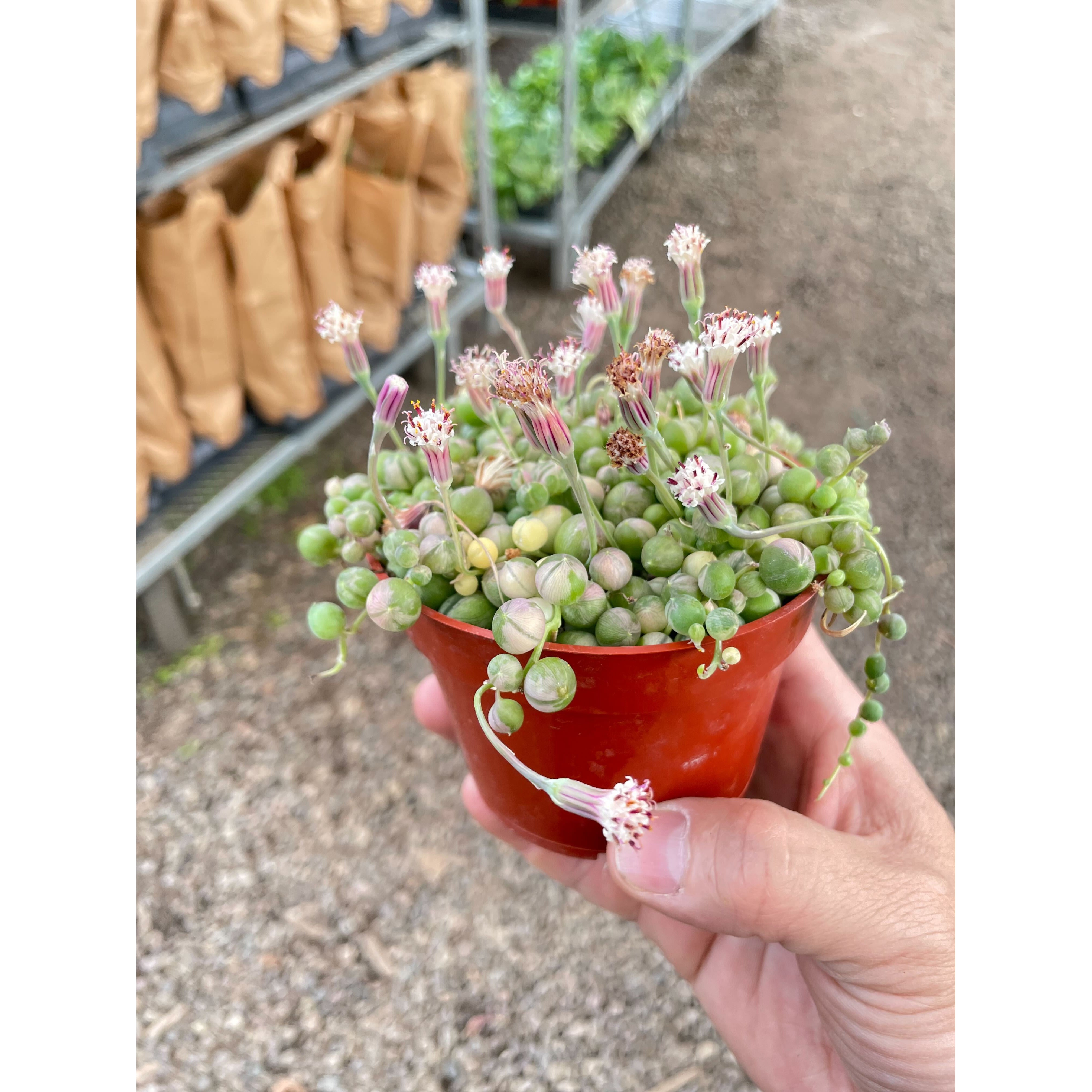 Succulent 'String of Pearls' Variegated