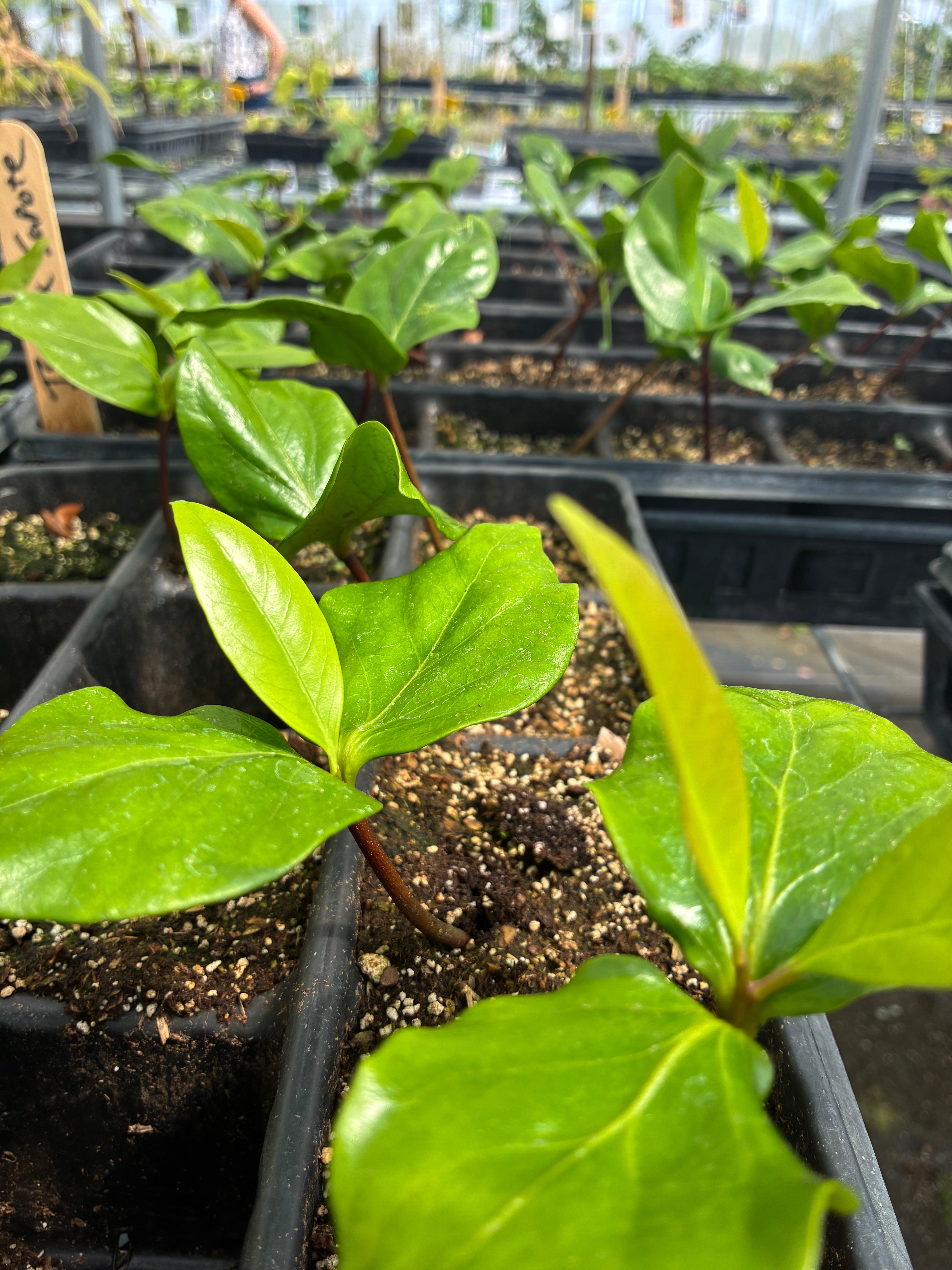 Black Sapote, Seedling (Diospyros nigra)