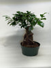 Ficus 'Ginseng'