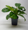 Maranta Variegated 'Beauty Kim'