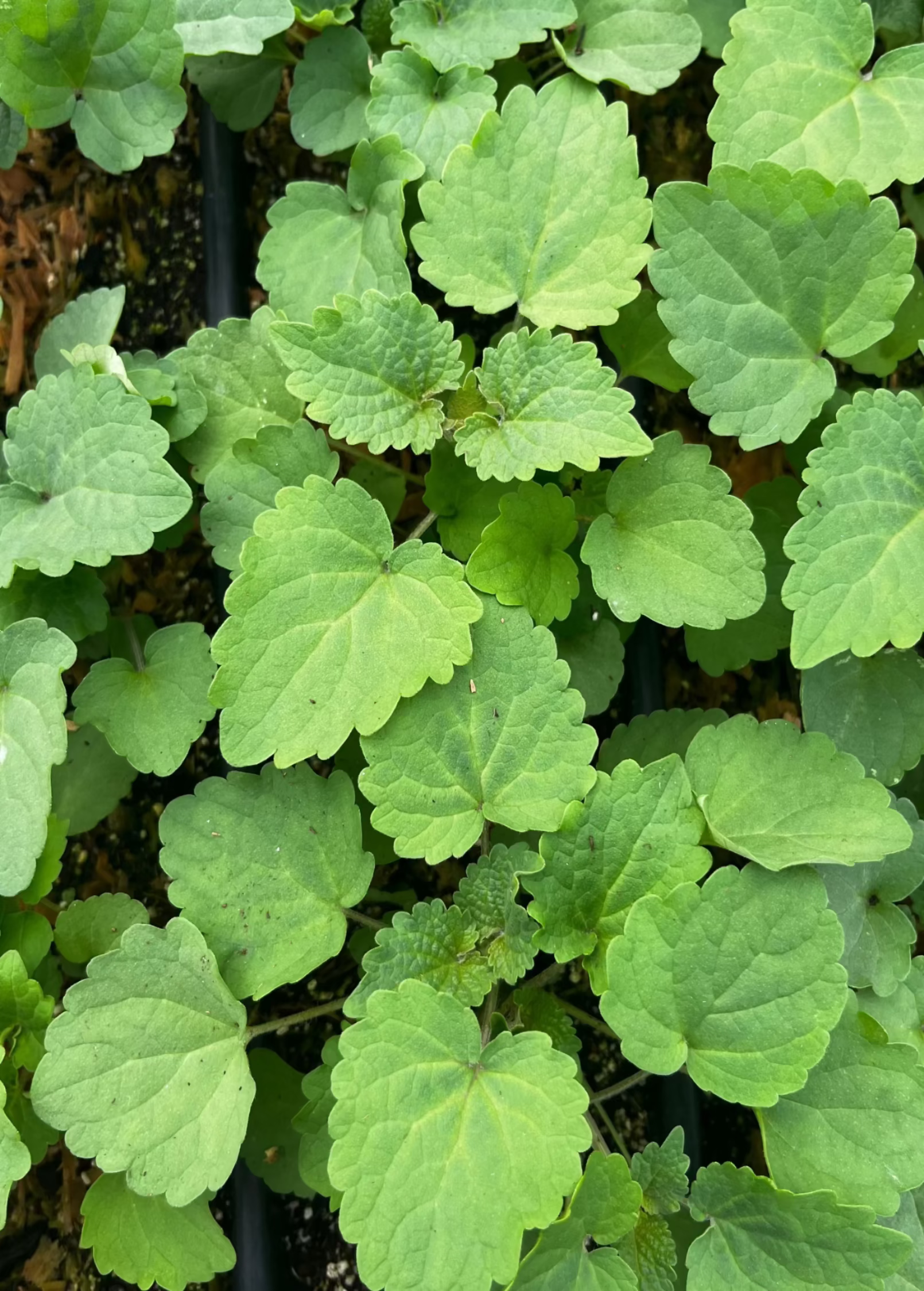 Korean Mint (Agastache rugosa)
