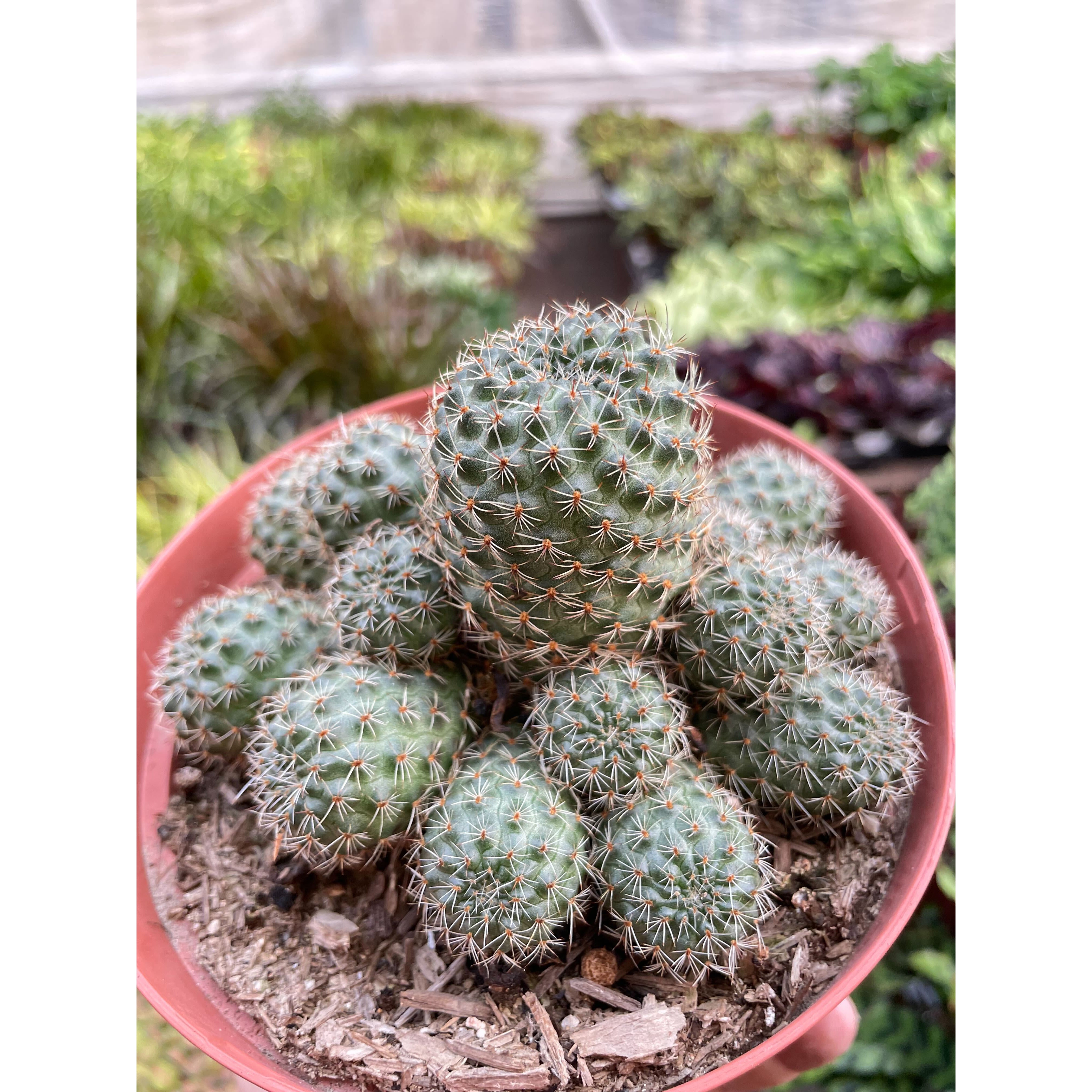 Rebutia Deminuta Sanguinea Cactus