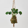Kokedama Moss Ball Hanging Plant