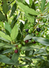 Bay Leaf, Bay Laurel (Laurus nobilis)