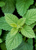 Lemon Balm (Melissa officinalis)
