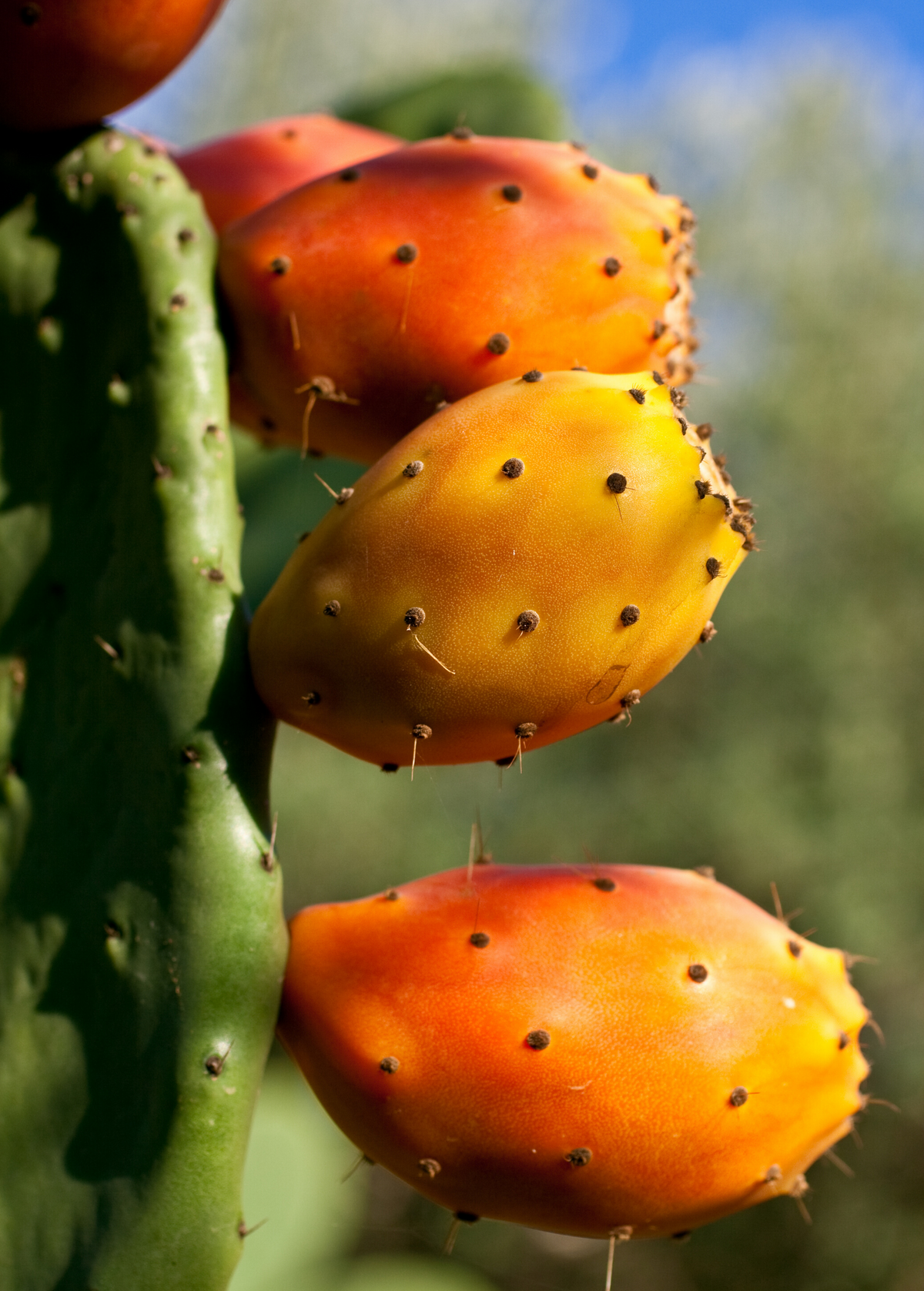 Prickly Pear (Opuntia ficus-indica)