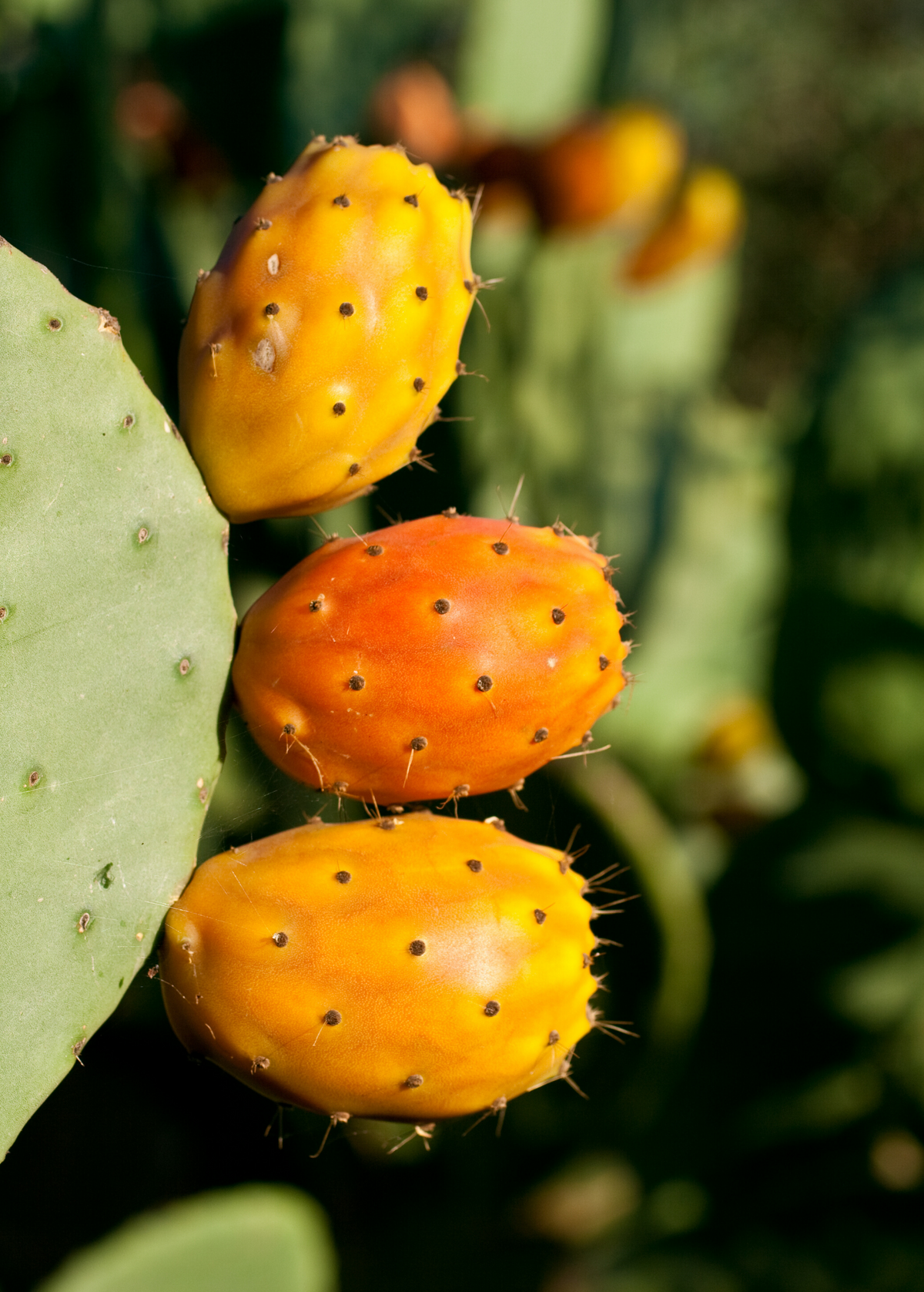 Prickly Pear (Opuntia ficus-indica)