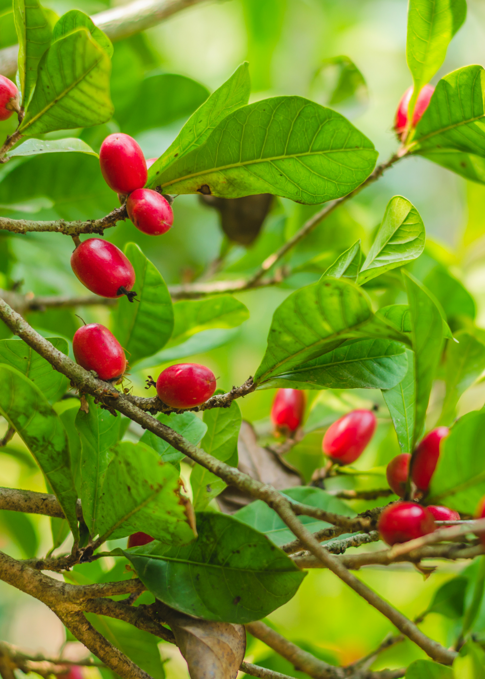 Miracle Fruit (Synsepalum dulcificum)