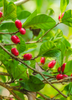 Miracle Fruit (Synsepalum dulcificum)
