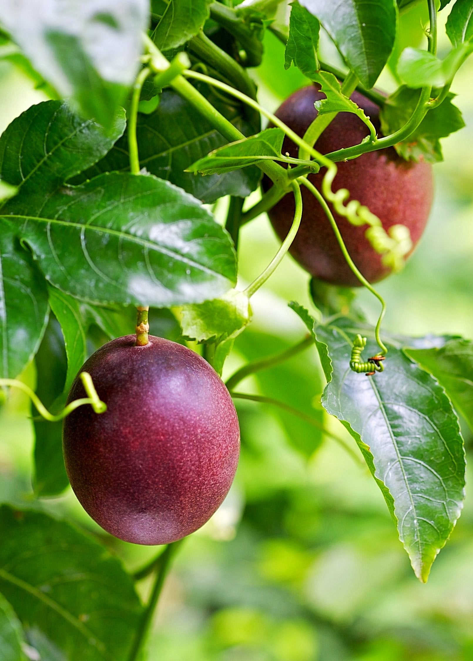 Passion Fruit ‘Purple Possum’ (Passiflora edulis)