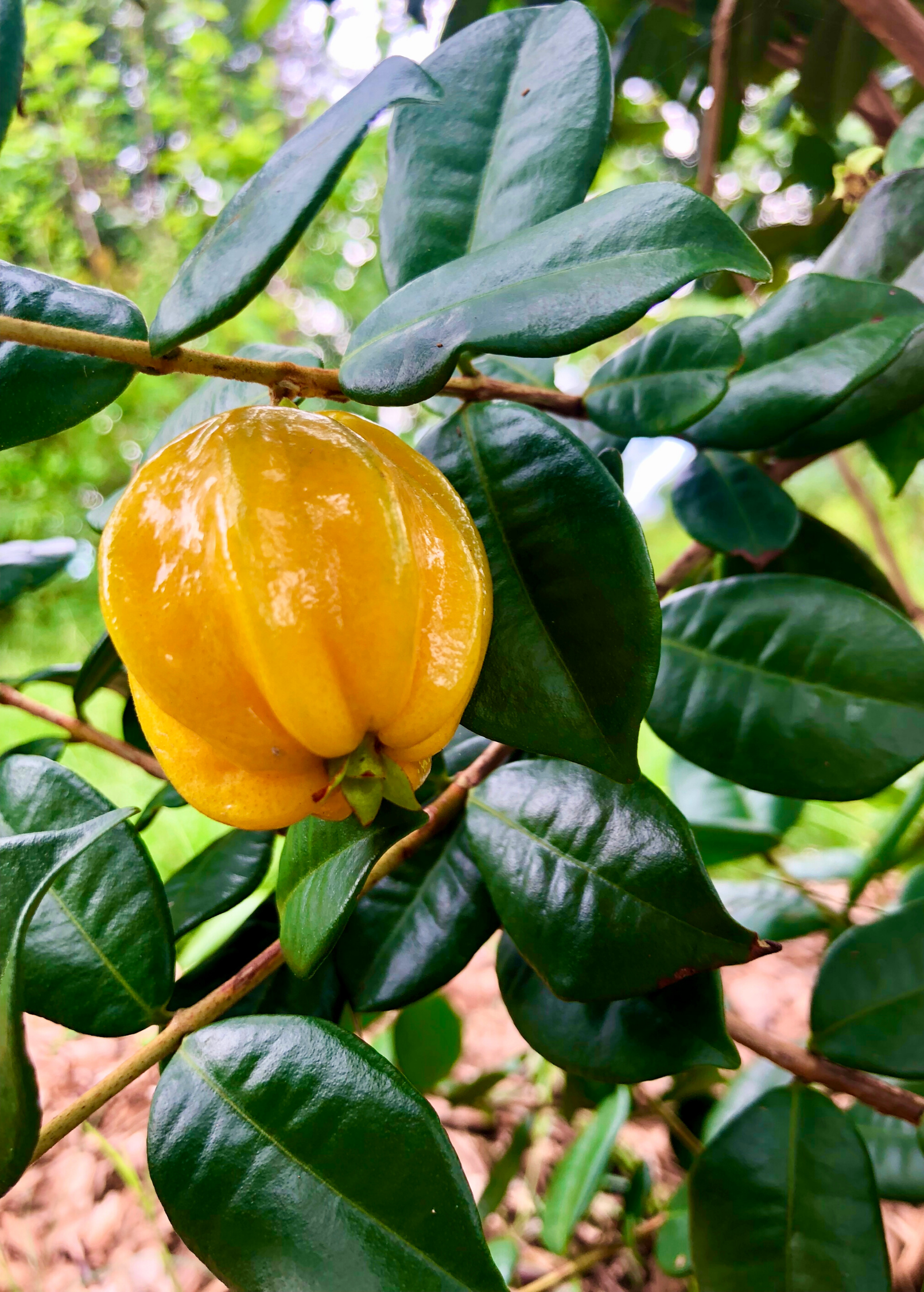 Pitangatuba (Eugenia neonitida)