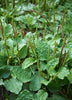 Sweet Plantain Herb, Broadleaf (Plantago major)