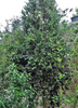 Red Berry Stopper (Eugenia confusa)