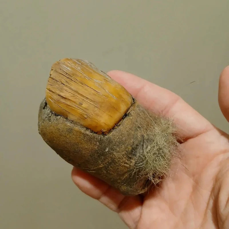 Hot Sale New Weather-proof Bigfoot Toe Figurine Funny Home Decoration Big Toe Statue Realistic Giants Toe Resin Statue