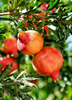 Pomegranate 'Salavatski' (Punica granatum)