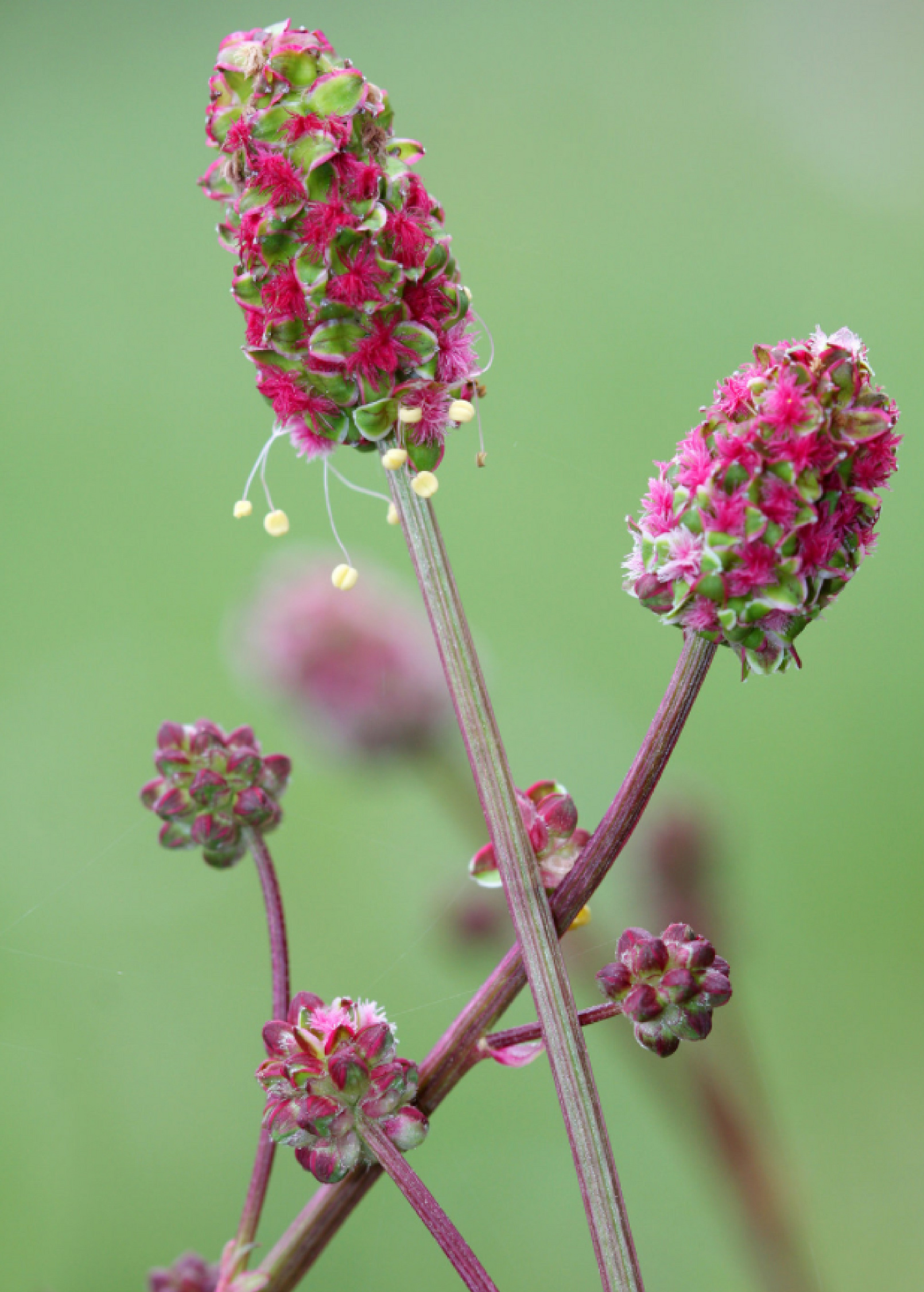 Salad Burnet (Sanguisorba minor)