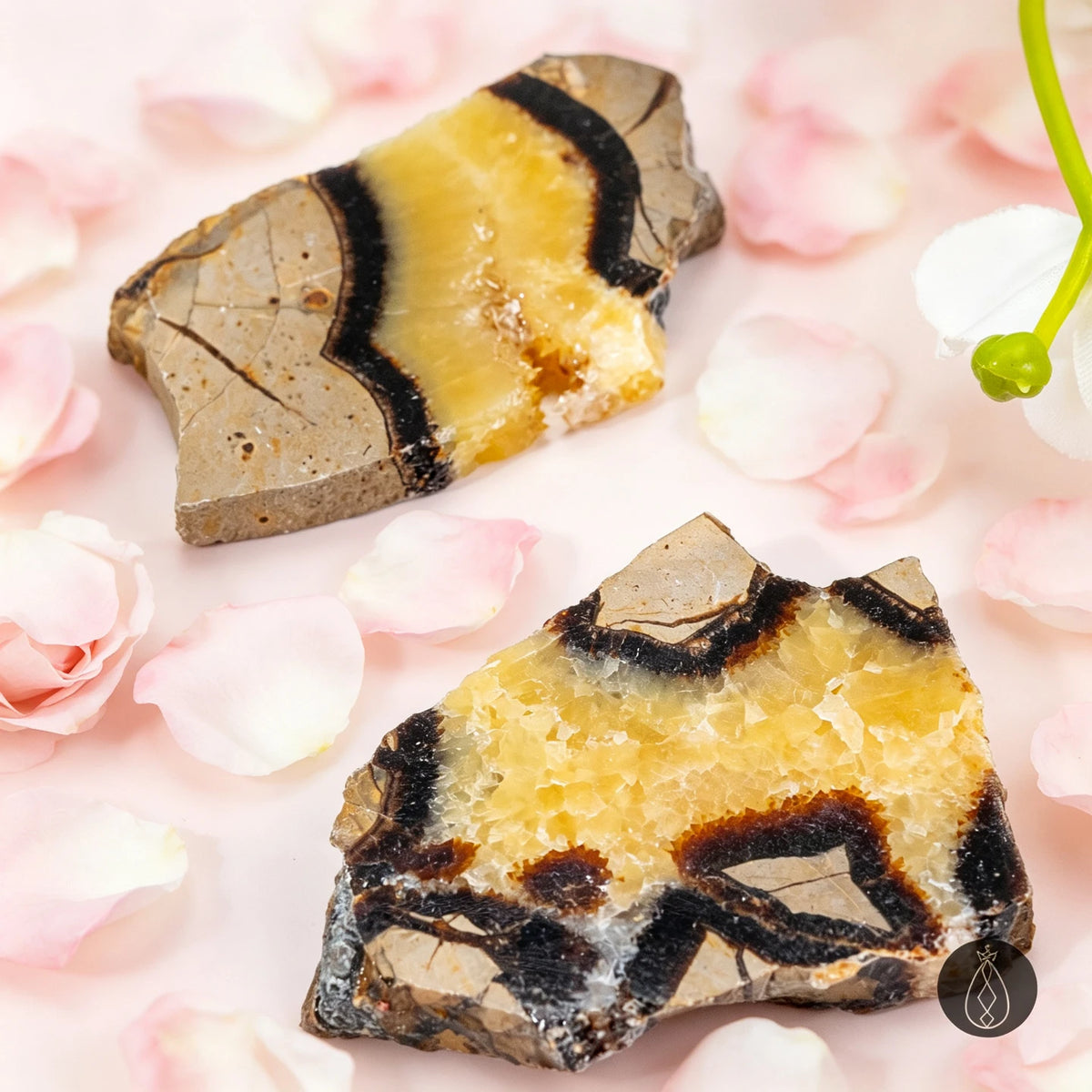 1pc Natural Turtleback Stone Slice Ornament | Unique Turtle Shell-Like Natural Patterns | Finely Cut