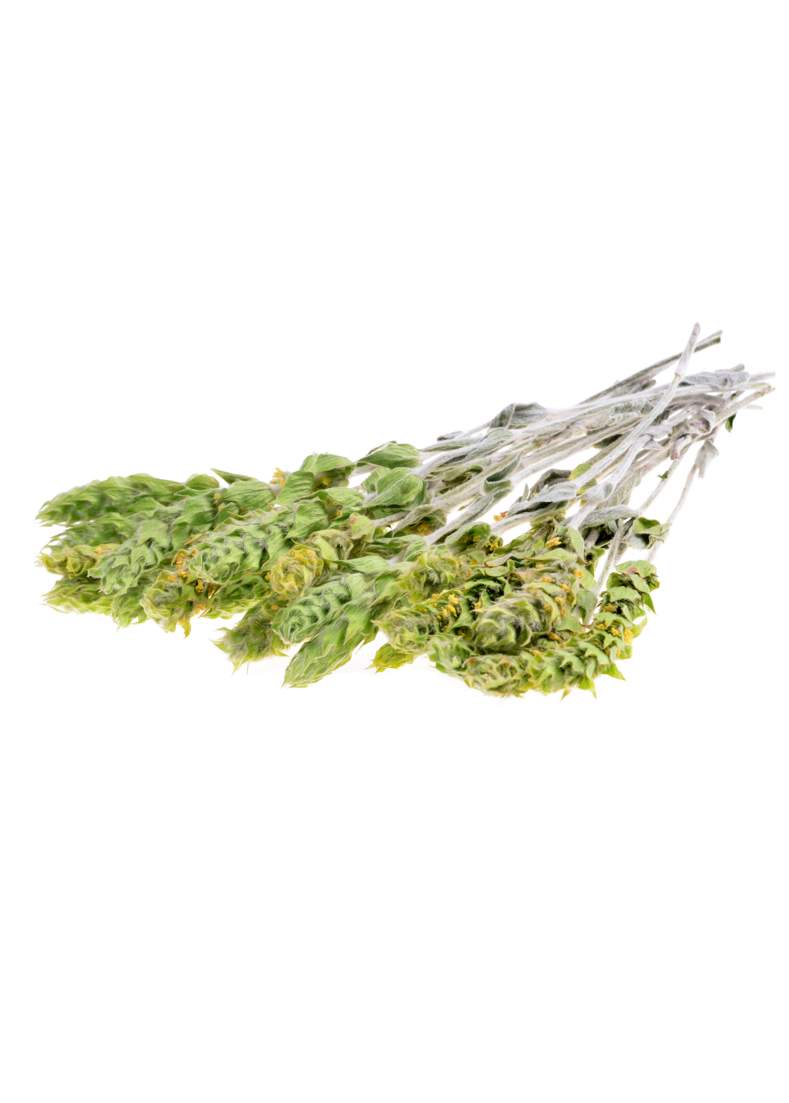 Greek Mountain Tea (Sideritis scardica)