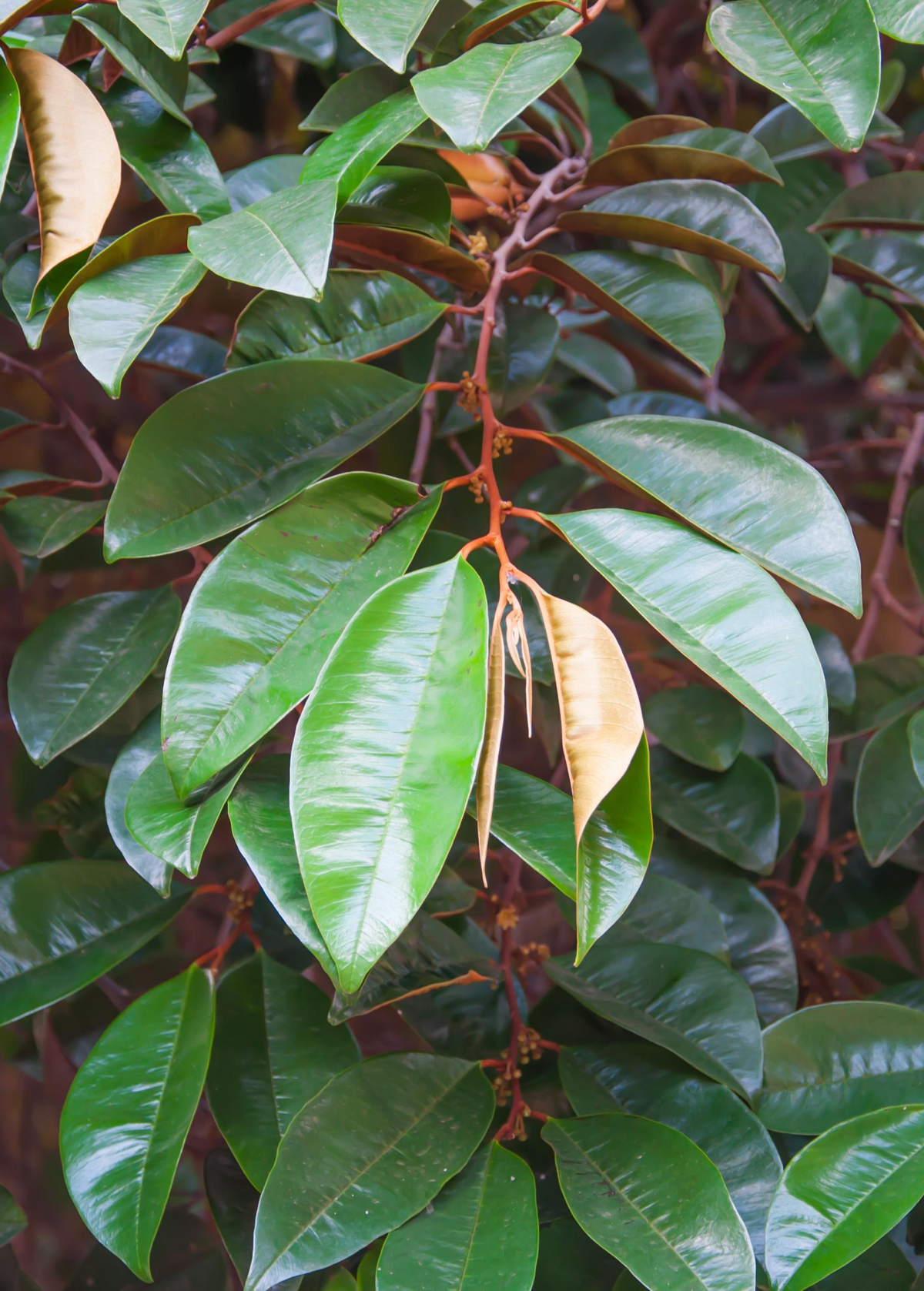 Purple Caimito, Star Apple (Chrysophyllum cainito)