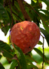 Custard Apple, Red Seedling (Annona reticulata)