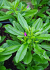 Java Ginseng (Talinum paniculatum)