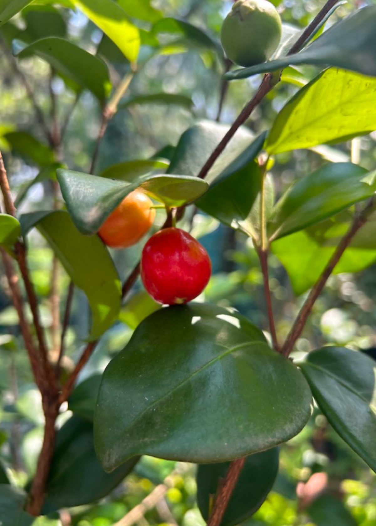 Cedar Bay Cherry (Eugenia reinwardtiana)