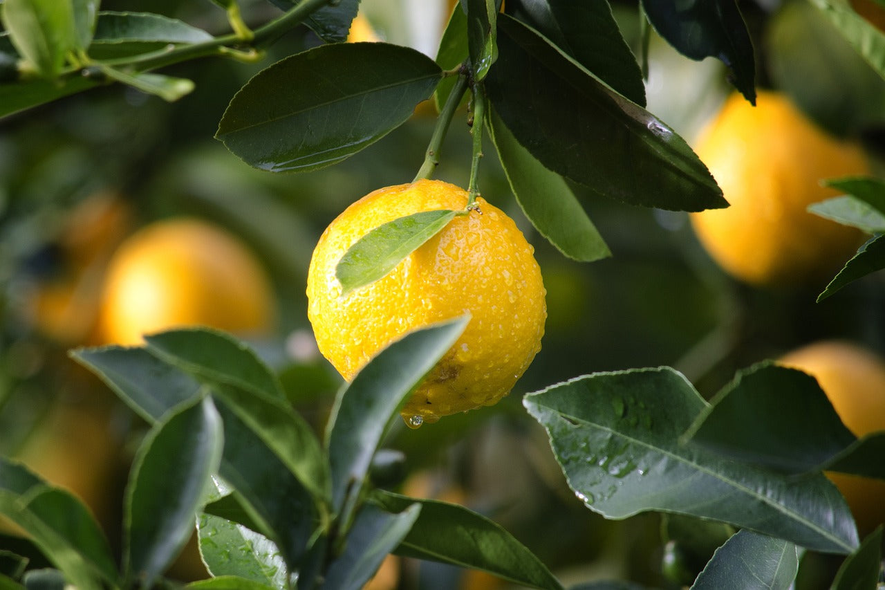 Meyer Lemon Tree - Bareroot Fast Growing Tree