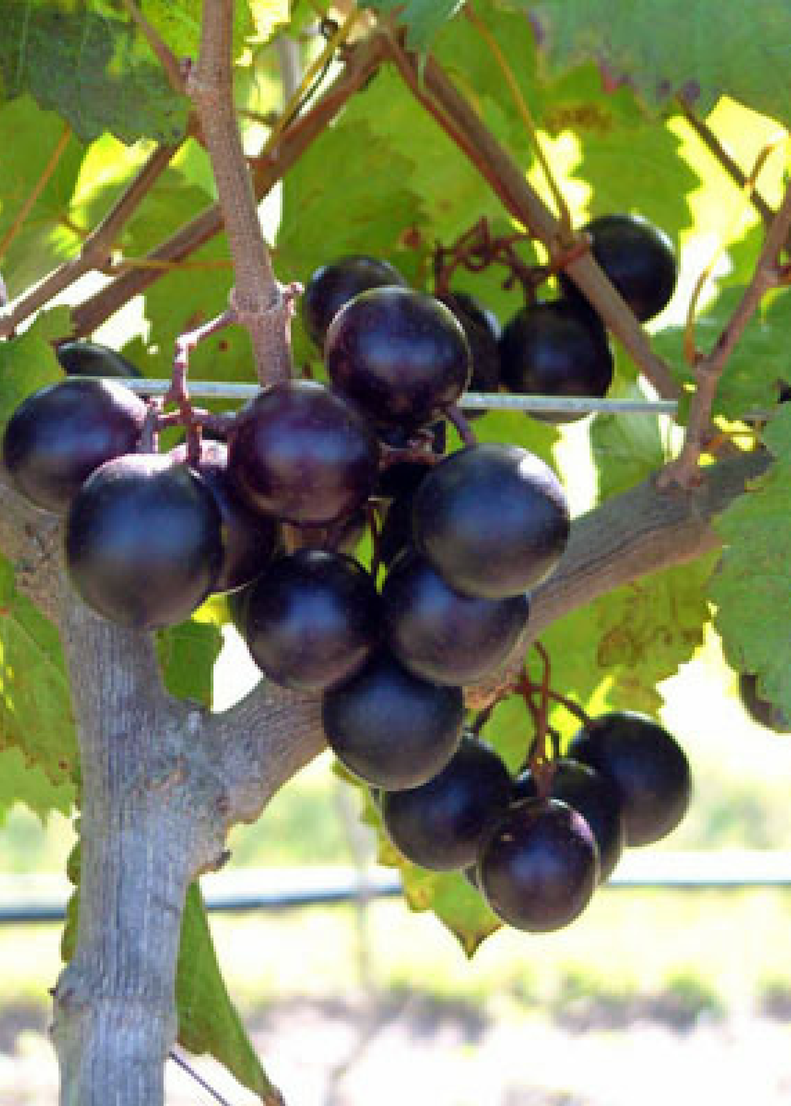 Muscadine Grape 'Alachua' (Vitis rotundifolia)