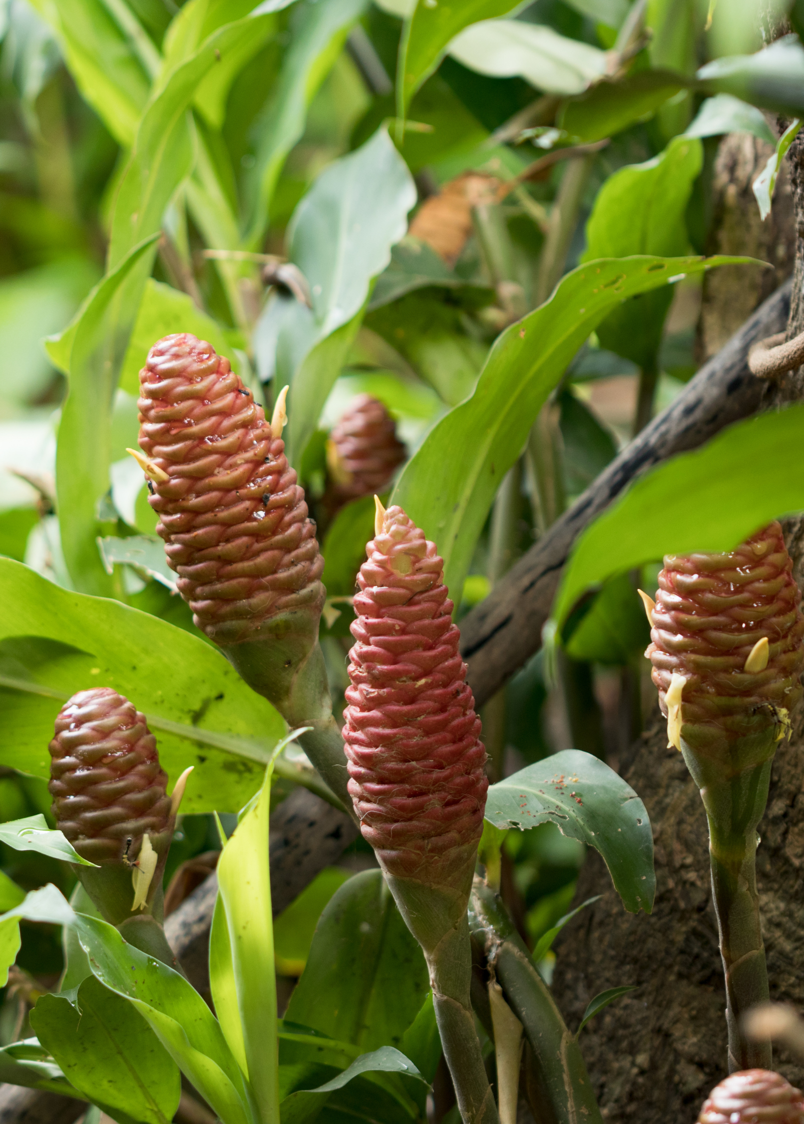 Awapuhi Shampoo Ginger (Zingiber zerumbet)