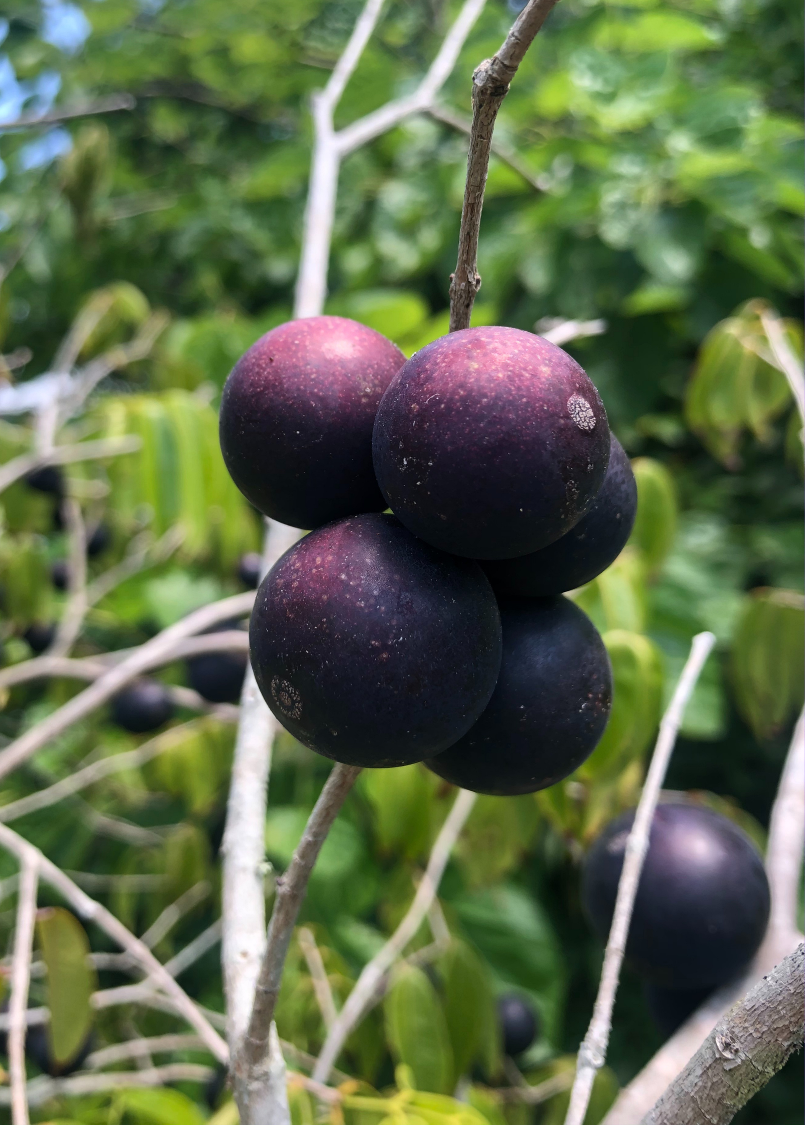 Blue Grape (Myrciaria vexator)