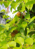 Ceylon Gooseberry, Ketembilla (Dovyalis hebecarpa)